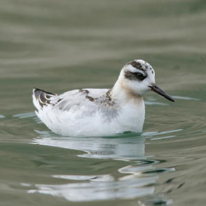 Red Phalarope